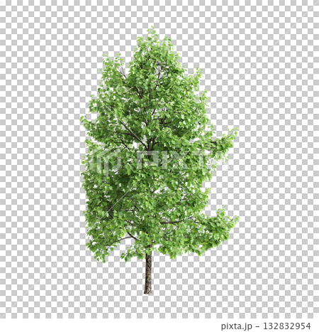 Liriodendron tulipifera trees 3d illustration on transparent background 132832954
