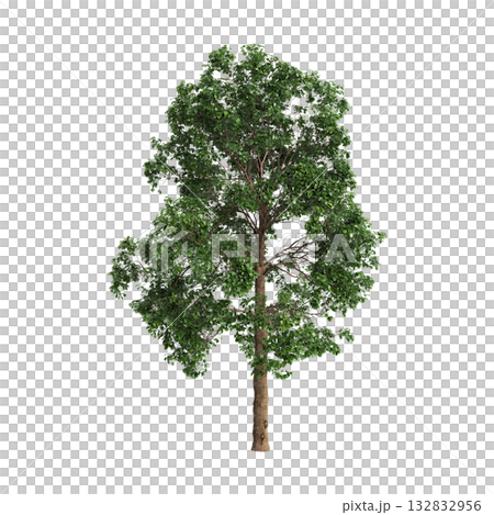Cinnamomum porrectum trees 3d illustration on transparent background 132832956