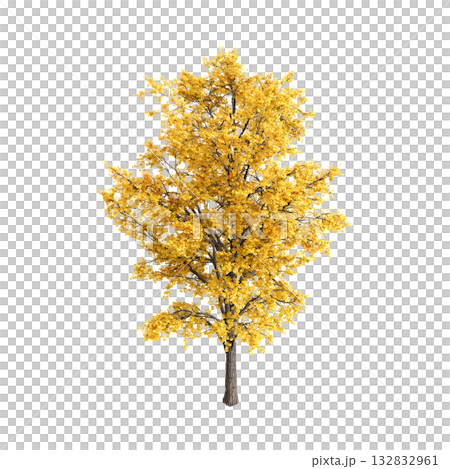 Ginkgo biloba trees 3d illustration on transparent background Ginkgo biloba trees 3d illustration on transparent background 132832961