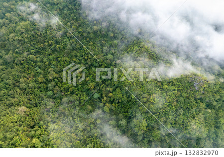 Tropical forests can absorb large amounts of carbon dioxide from the atmosphere. Tropical forests can absorb large amounts of carbon dioxide from the atmosphere. 132832970