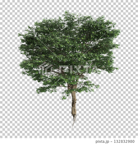 Ficus microcarpa trees 3d illustration on transparent background Ficus microcarpa trees 3d illustration on transparent background 132832980