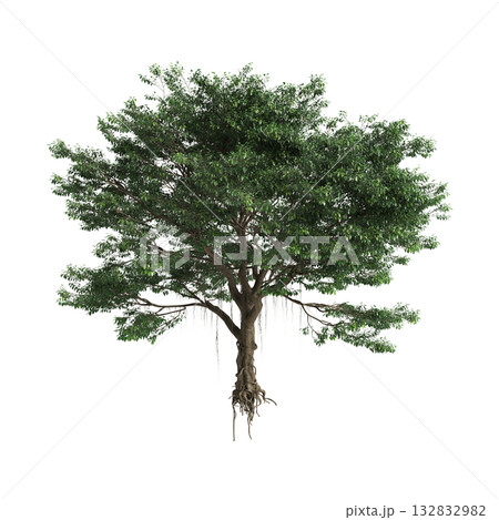 Ficus microcarpa trees 3d illustration on transparent background 132832982