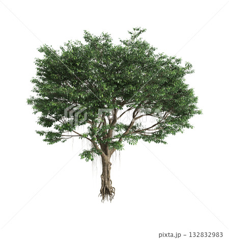 Ficus microcarpa trees 3d illustration on transparent background Ficus microcarpa trees 3d illustration on transparent background 132832983