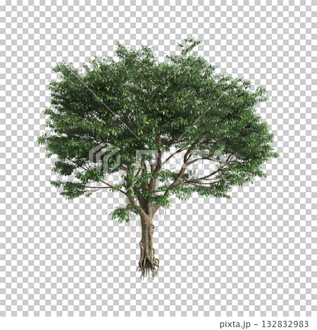 Ficus microcarpa trees 3d illustration on transparent background Ficus microcarpa trees 3d illustration on transparent background 132832983