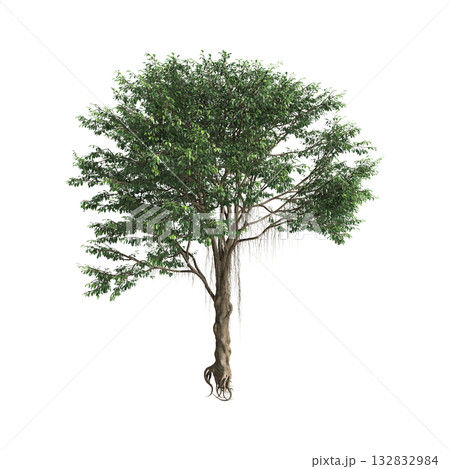 Ficus microcarpa trees 3d illustration on transparent background 132832984