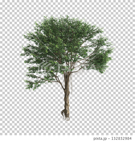 Ficus microcarpa trees 3d illustration on transparent background 132832984