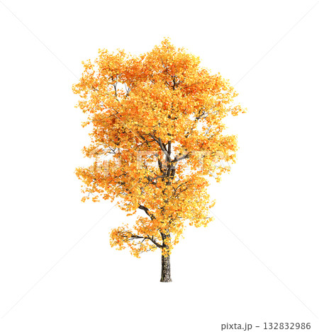 Liriodendron tulipifera trees 3d illustration on transparent background 132832986