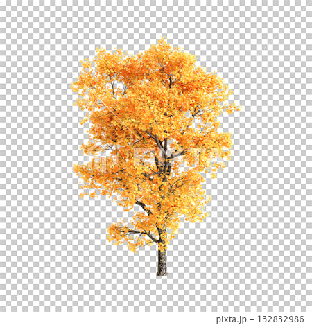 Liriodendron tulipifera trees 3d illustration on transparent background 132832986
