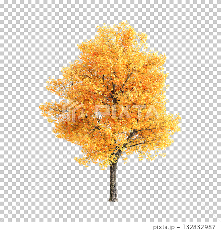 Liriodendron tulipifera trees 3d illustration on transparent background 132832987