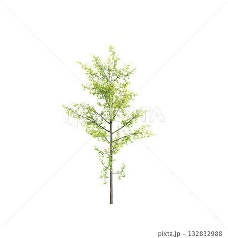 Ginkgo biloba trees 3d illustration on transparent background Ginkgo biloba trees 3d illustration on transparent background 132832988