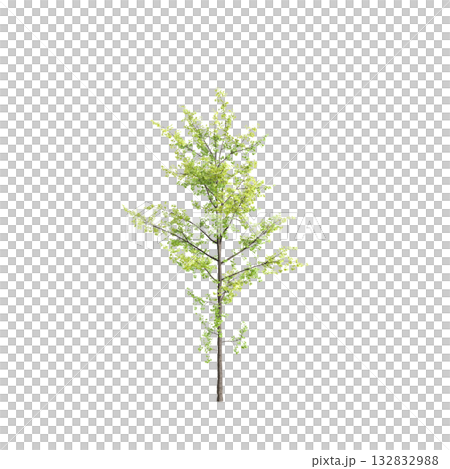 Ginkgo biloba trees 3d illustration on transparent background 132832988