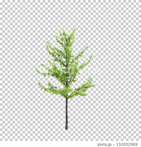 Ginkgo biloba trees 3d illustration on transparent background Ginkgo biloba trees 3d illustration on transparent background 132832989