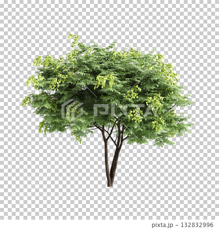 Koelreuteria paniculata trees 3d illustration on transparent background Koelreuteria paniculata trees 3d illustration on transparent background 132832996
