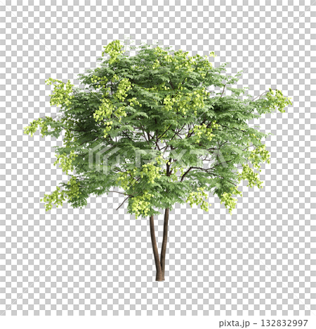 Koelreuteria paniculata trees 3d illustration on transparent background Koelreuteria paniculata trees 3d illustration on transparent background 132832997