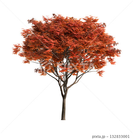 Koelreuteria paniculata trees 3d illustration on transparent background Koelreuteria paniculata trees 3d illustration on transparent background 132833001