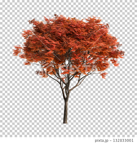 Koelreuteria paniculata trees 3d illustration on transparent background Koelreuteria paniculata trees 3d illustration on transparent background 132833001