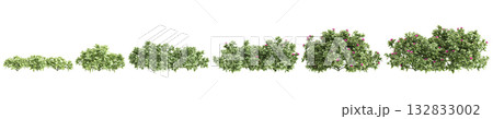 Multiple Mezoo trailing red plants 3d illustration on transparent background Multiple Mezoo trailing red plants 3d illustration on transparent background 132833002