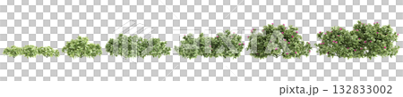 Multiple Mezoo trailing red plants 3d illustration on transparent background Multiple Mezoo trailing red plants 3d illustration on transparent background 132833002