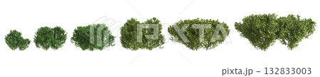 Multiple Buxus microphylla plants 3d illustration on transparent background Multiple Buxus microphylla plants 3d illustration on transparent background 132833003