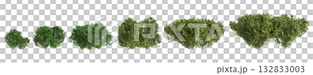 Multiple Buxus microphylla plants 3d illustration on transparent background Multiple Buxus microphylla plants 3d illustration on transparent background 132833003