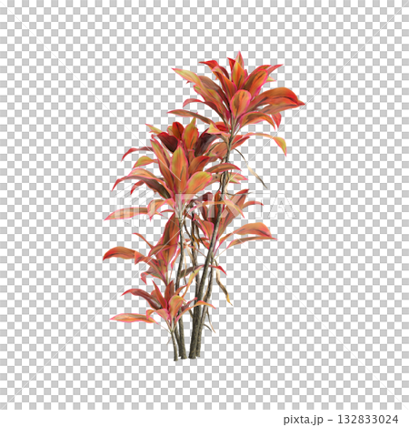 Cordyline fruticosa plants 3d illustration on transparent background Cordyline fruticosa plants 3d illustration on transparent background 132833024