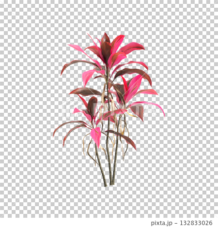 Cordyline fruticosa plants 3d illustration on transparent background 132833026