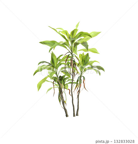 Cordyline fruticosa plants 3d illustration on transparent background 132833028