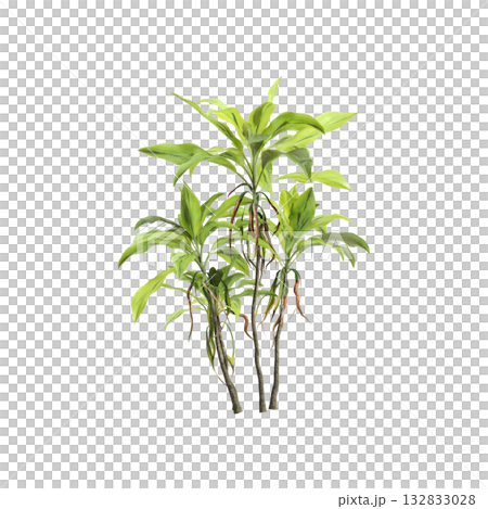 Cordyline fruticosa plants 3d illustration on transparent background Cordyline fruticosa plants 3d illustration on transparent background 132833028