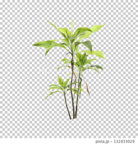 Cordyline fruticosa plants 3d illustration on transparent background Cordyline fruticosa plants 3d illustration on transparent background 132833029