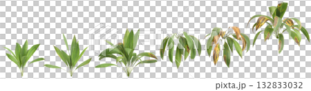 Multiple Curculigo orchioides plants 3d illustration on black background 132833032