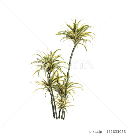 Dracaena fragrans plants 3d illustration on transparent background 132833038