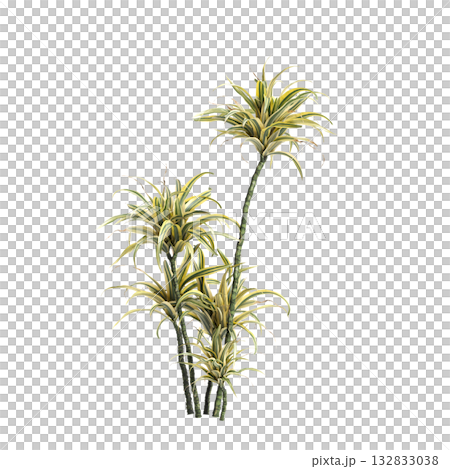 Dracaena fragrans plants 3d illustration on transparent background 132833038