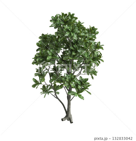 Barringtonia asiatica trees 3d illustration on transparent background Barringtonia asiatica trees 3d illustration on transparent background 132833042