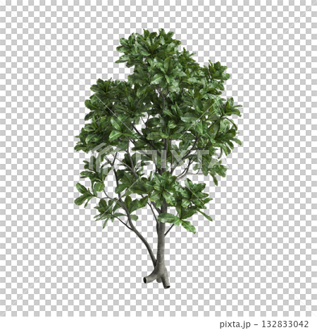 Barringtonia asiatica trees 3d illustration on transparent background Barringtonia asiatica trees 3d illustration on transparent background 132833042