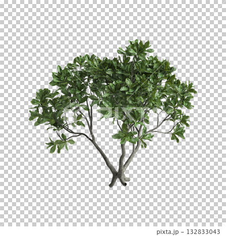 Barringtonia asiatica trees 3d illustration on transparent background Barringtonia asiatica trees 3d illustration on transparent background 132833043