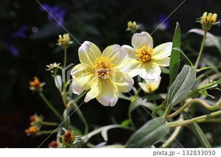 秋に咲くウインターコスモスの花 132833050