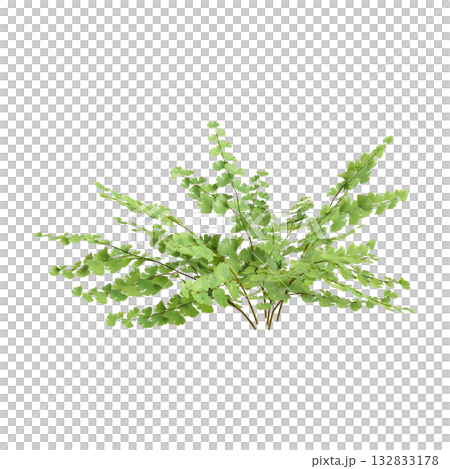 Adiantum capillus veneris plants 3d illustration on transparent background Adiantum capillus veneris plants 3d illustration on transparent background 132833178