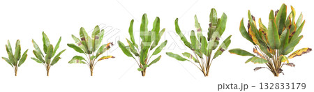 Multiple Ensete ventricosum Maurelii plants 3d illustration on transparent background Multiple Ensete ventricosum Maurelii plants 3d illustration on transparent background 132833179