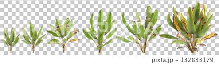 Multiple Ensete ventricosum Maurelii plants 3d illustration on transparent background Multiple Ensete ventricosum Maurelii plants 3d illustration on transparent background 132833179