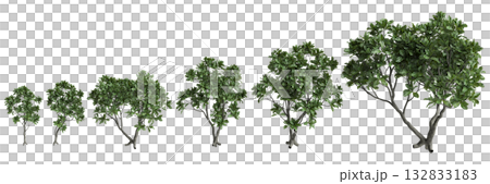 Multiple Barringtonia asiatica trees 3d illustration on transparent background 132833183