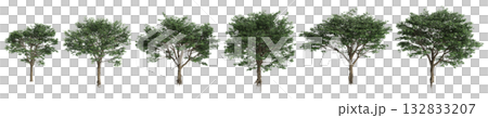 Multiple Ficus microcarpa trees 3d illustration on transparent background 132833207