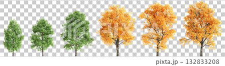 Multiple Liriodendron tulipifera trees 3d illustration on transparent background 132833208