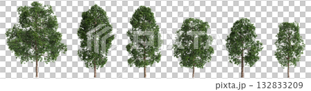 Multiple Cinnamomum porrectum trees 3d illustration on transparent background 132833209