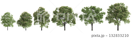 Multiple Aesculus hippocastanum trees 3d illustration on transparent background 132833210