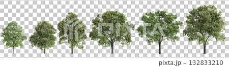 Multiple Aesculus hippocastanum trees 3d illustration on transparent background 132833210