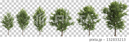 3D illustration of a pack of multiple Populus x canadensis plants on a transparent background 3D illustration of a pack of multiple Populus x canadensis plants on a transparent background 132833213