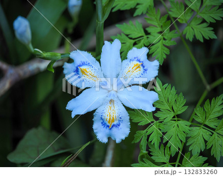 シャガの花のある風景 132833260