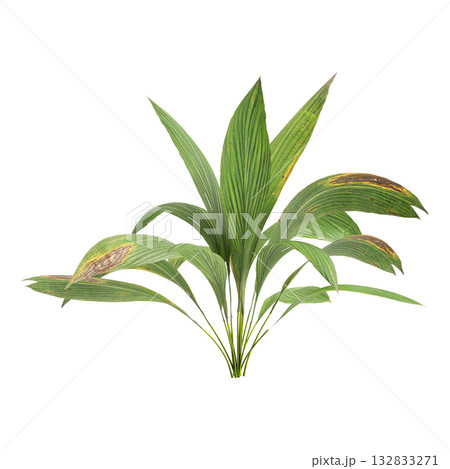 Curculigo orchioides plants 3d illustration on transparent background 132833271