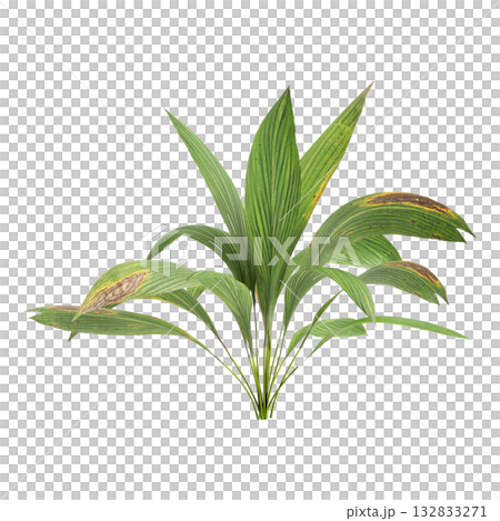Curculigo orchioides plants 3d illustration on transparent background 132833271