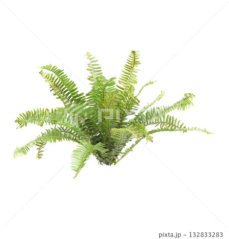 Nephrolepis exaltata plants 3d illustration on transparent background 132833283